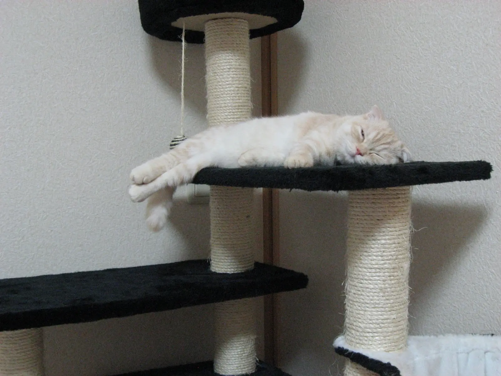 キャットタワーの回収
