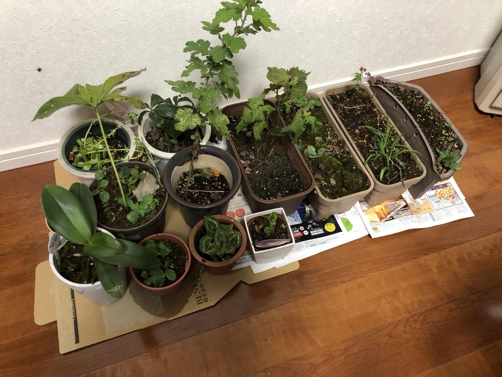 観葉植物の回収